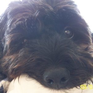 Meet your Posher, Robin